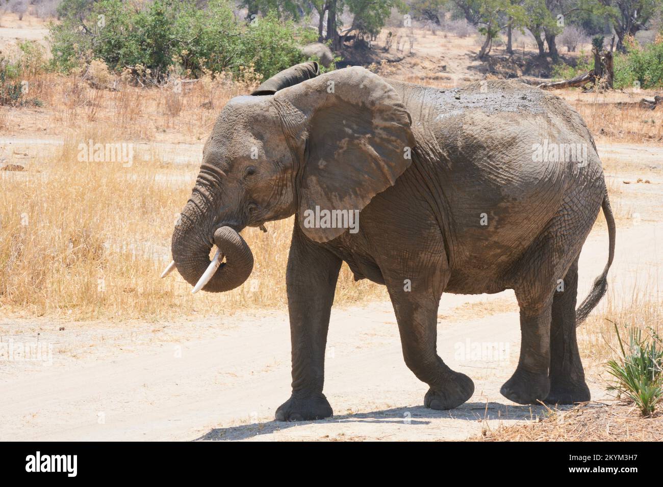 Un elefante africano Bush viaggia in cerca di acqua nel parco nazionale di Ruaha in stagione secca Foto Stock