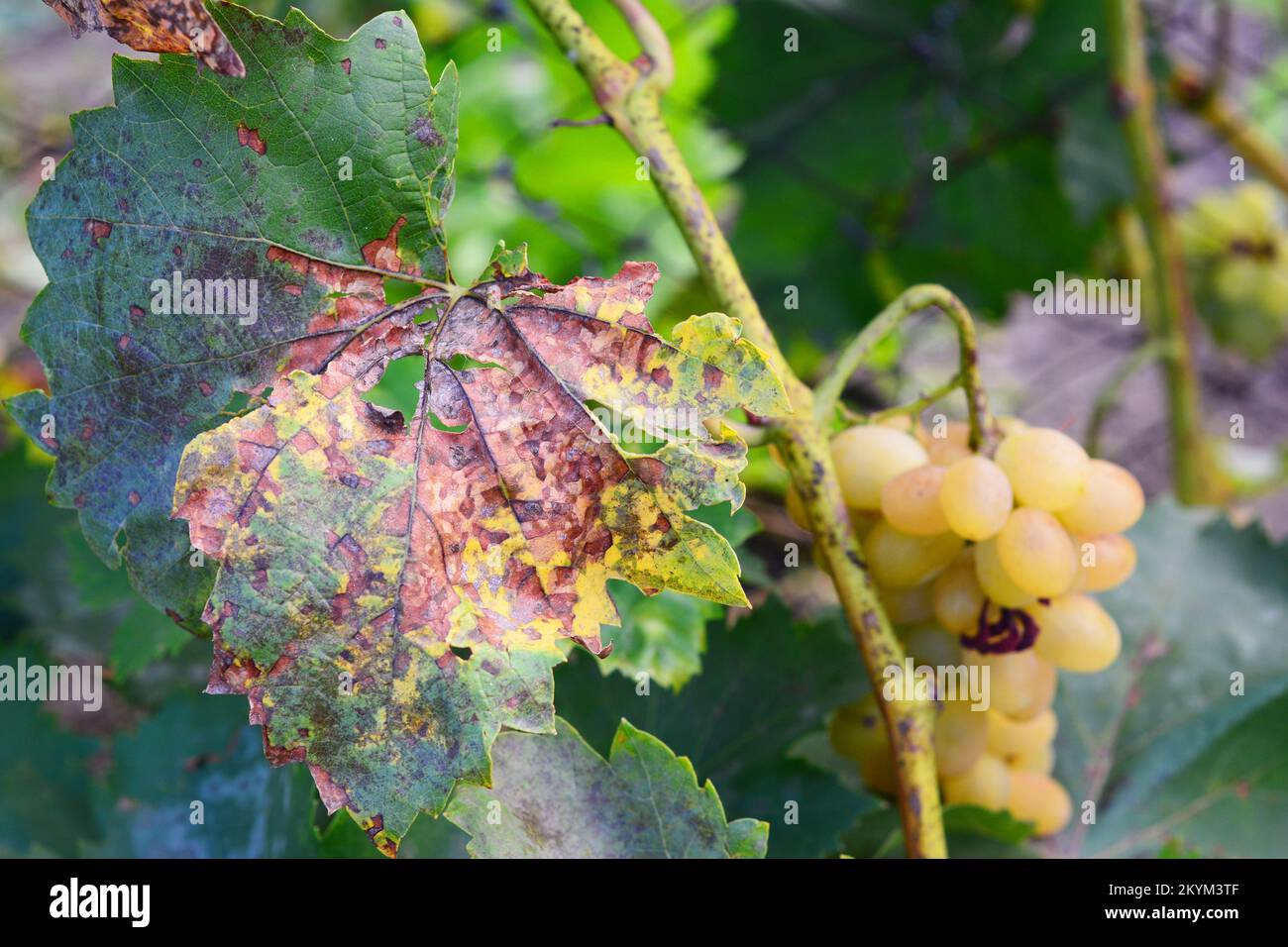 Antracnosio di uva, malattia fungosa. L'antracnosio delle uve, causato dal fungo Elsinoe ampelina, è una grave malattia delle uve di produzione propria. Anthra Foto Stock