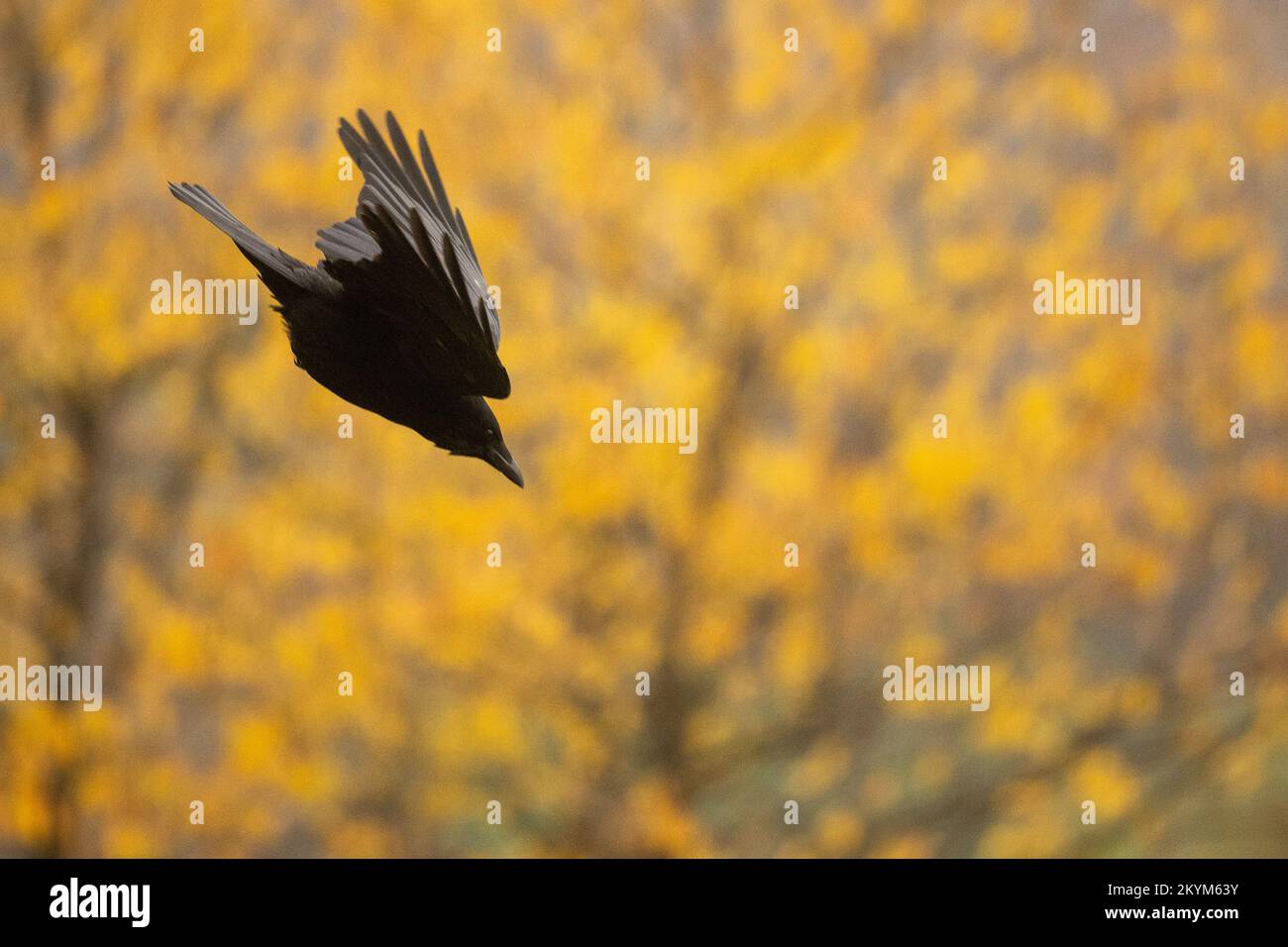 Lindenfels, Germania. 01st Dec, 2022. Un corvo vola in un tuffo di fronte ad un albero con fogliame colorato in Odenwald. Credit: Sebastian Gollnow/dpa/Alamy Live News Foto Stock