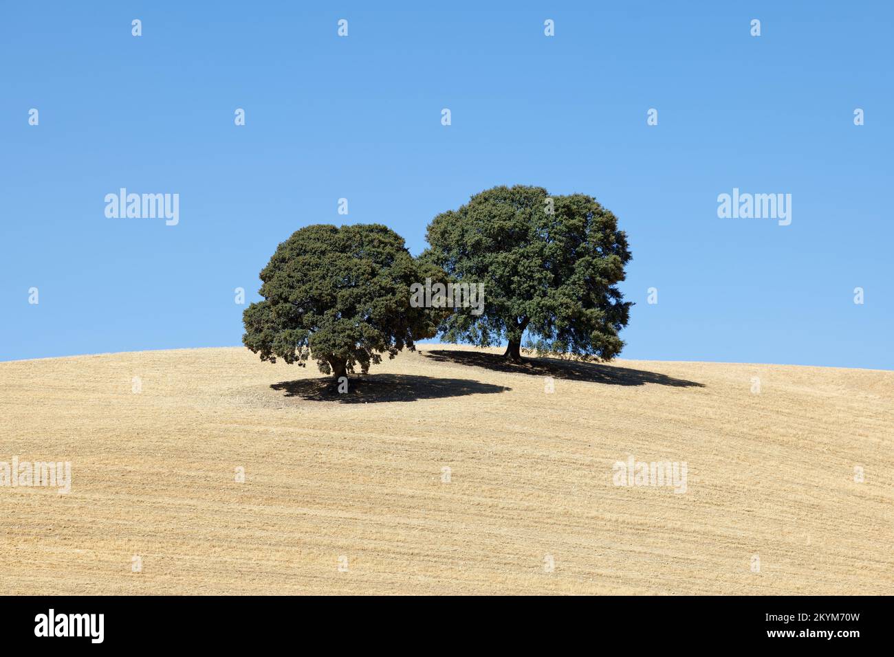 Vista su terreni secchi con due ulivi. Cambiamento climatico. Grave siccità. Riscaldamento globale. Disastro ambientale. Niente acqua. Campi agricoli asciutti. Foto Stock