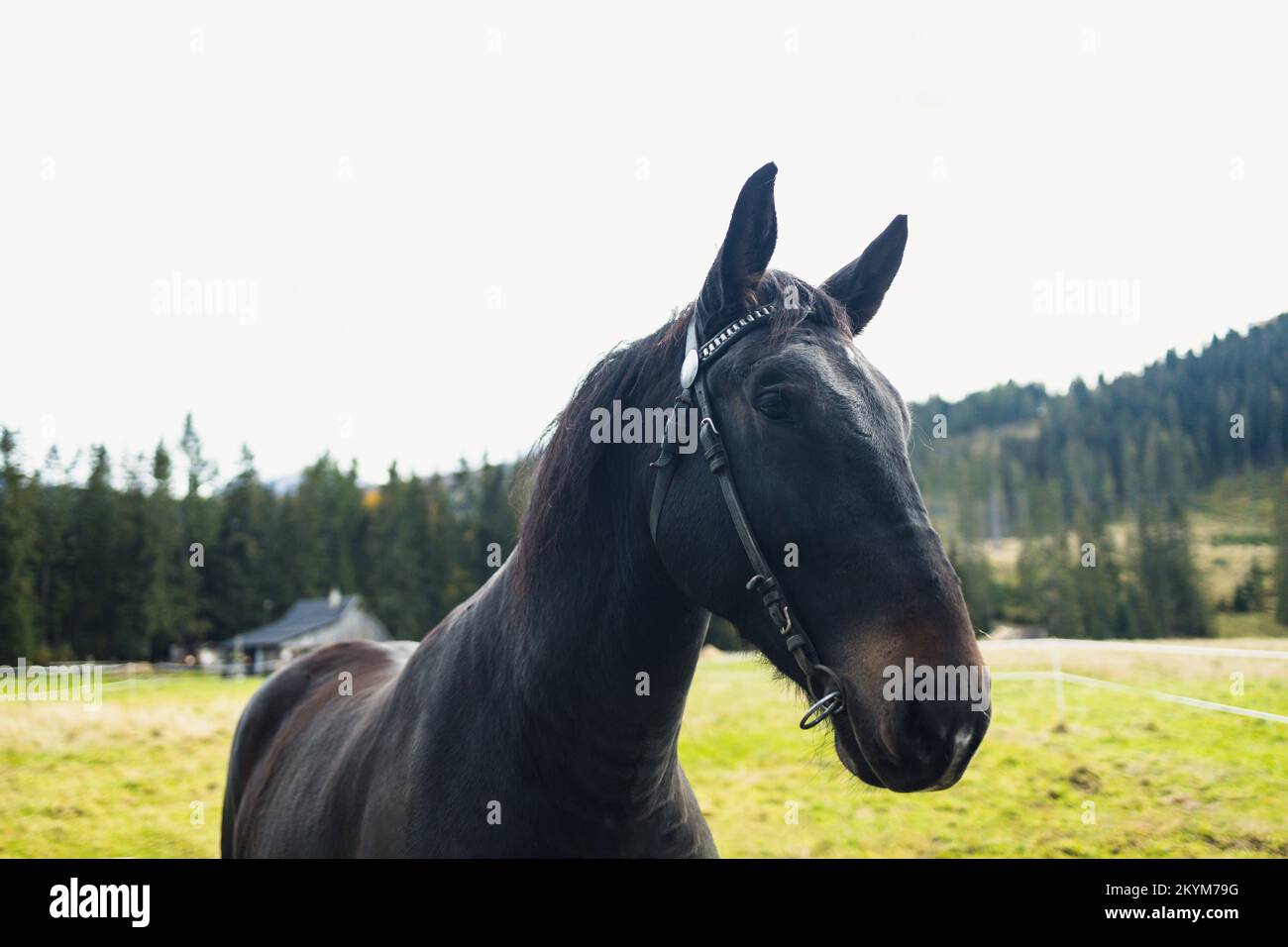 Ritratto di un cavallo nero in un campo estivo Foto Stock