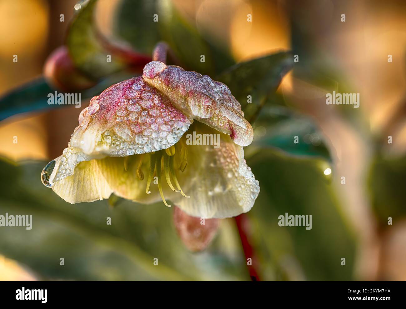 helleborus orientalis in fiore d'inverno Foto Stock