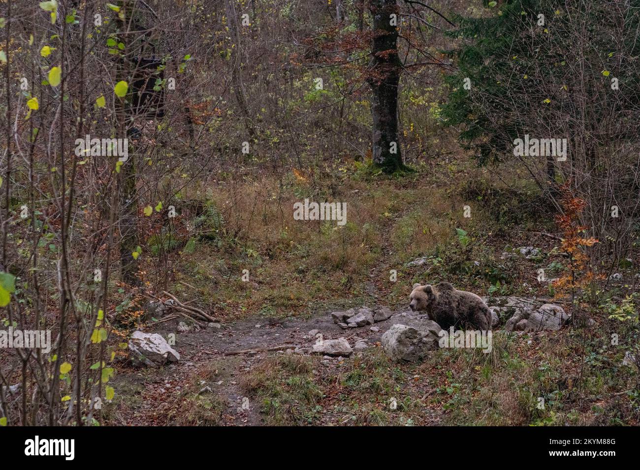 Orso bruno nella foresta slovena Foto Stock