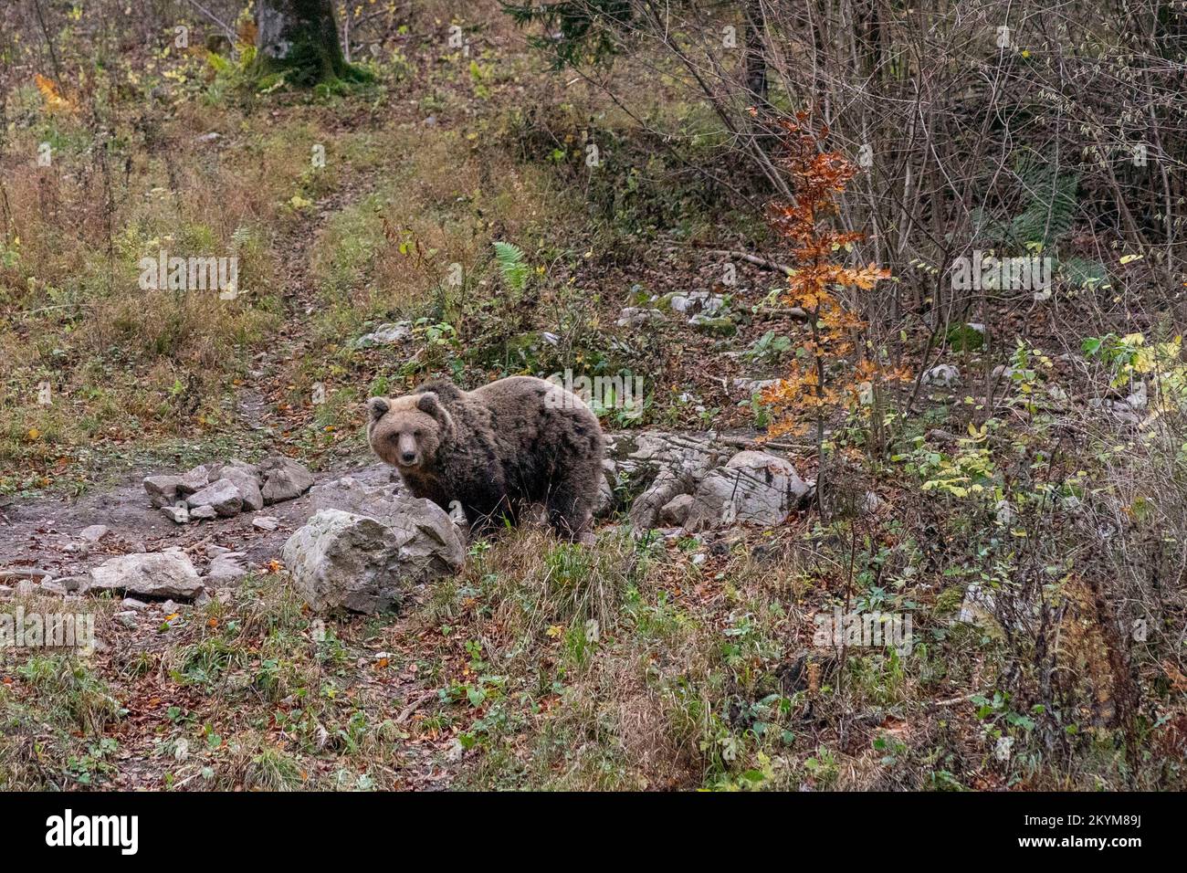 Orso bruno nella foresta slovena Foto Stock