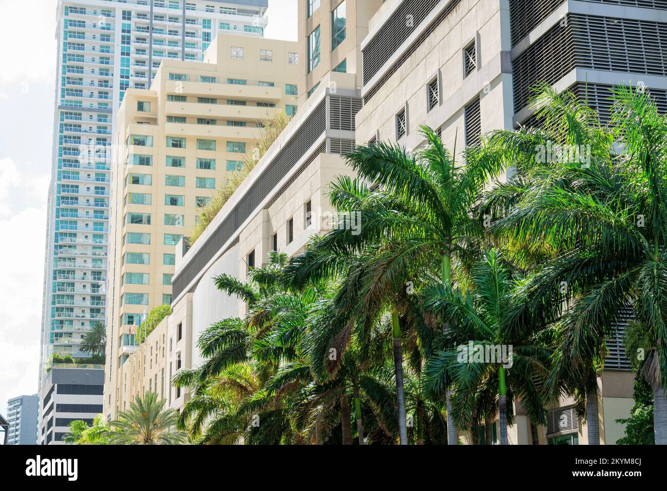 File di moderni edifici a più piani con palme sul fronte di Miami, Florida. C'è un edificio sul fronte con piante sul ponte sul tetto Foto Stock