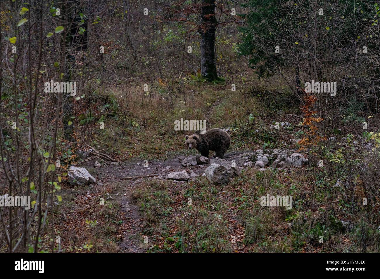 Orso bruno nella foresta slovena Foto Stock