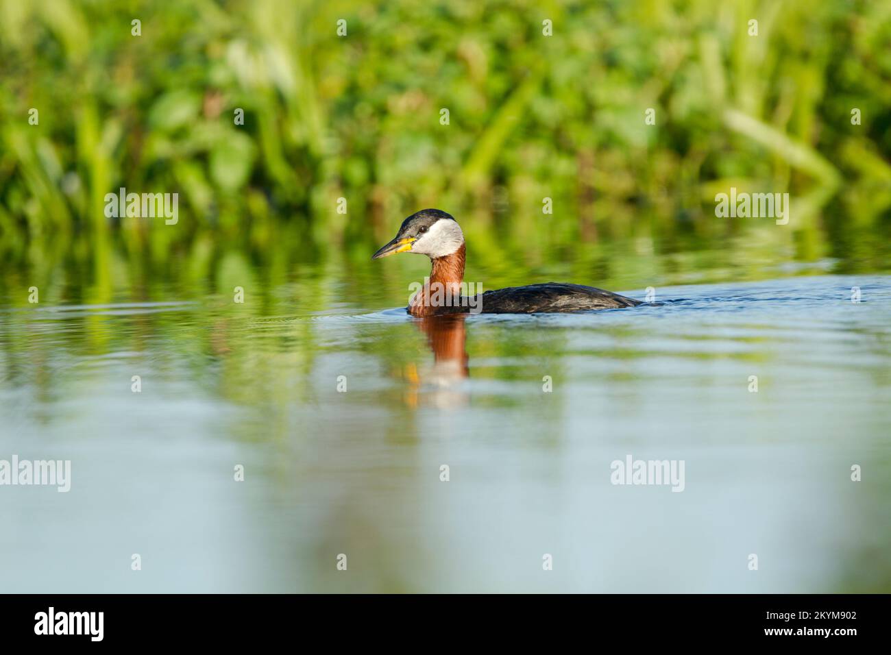 Verde dal collo rosso, Podiceps grisegena, in estate allevamento piumaggio nuoto in acque calme con canne dietro Foto Stock
