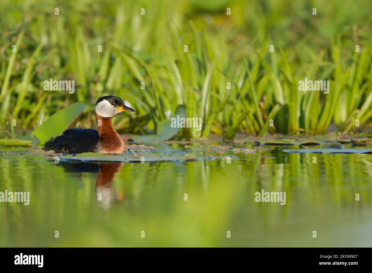 Verde dal collo rosso, Podiceps grisegena, in estate allevamento piumaggio nuoto in acque calme con canne dietro Foto Stock