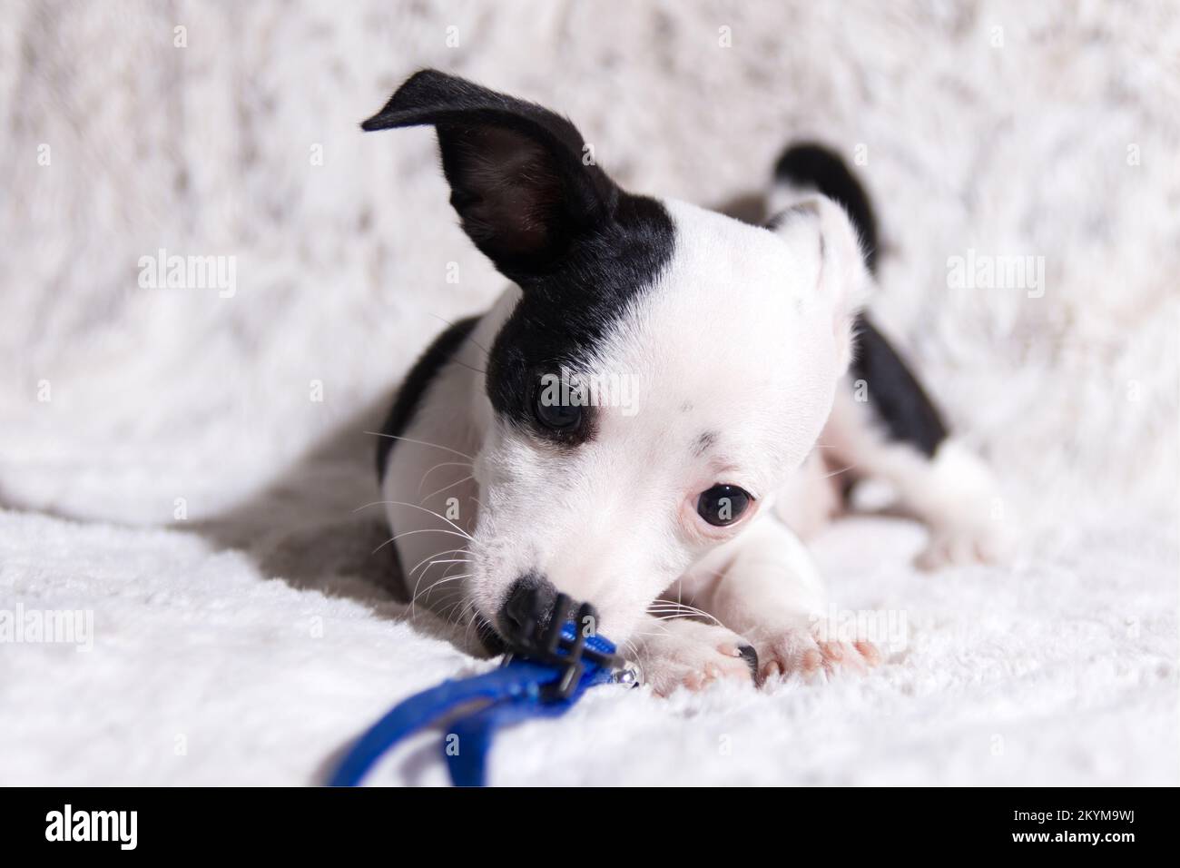 Chihuahua posa su una coperta di pelliccia che mastica sul colletto blu Foto Stock