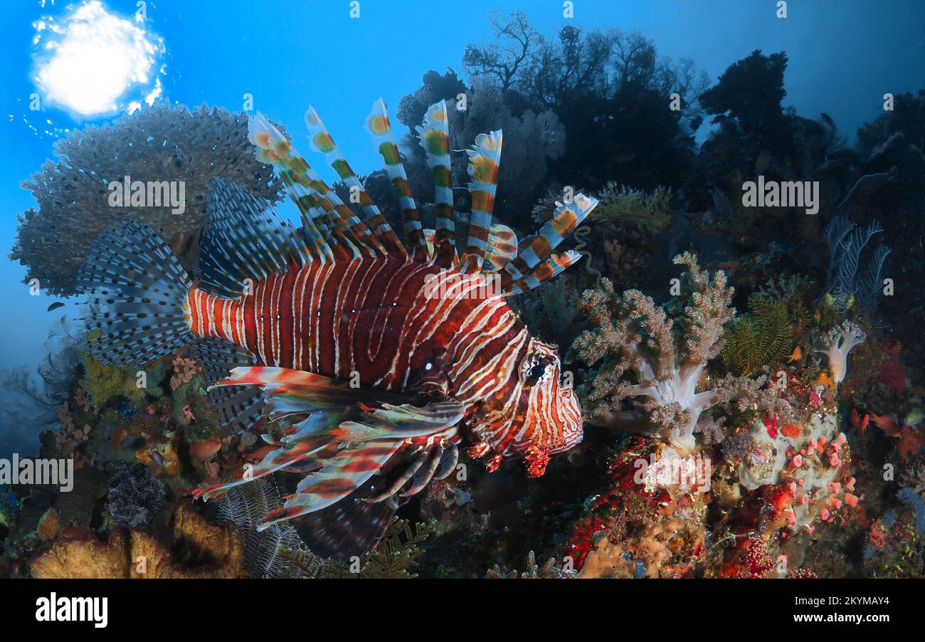 Una barriera corallina sana all'interno del Parco Nazionale di Komodo Foto Stock