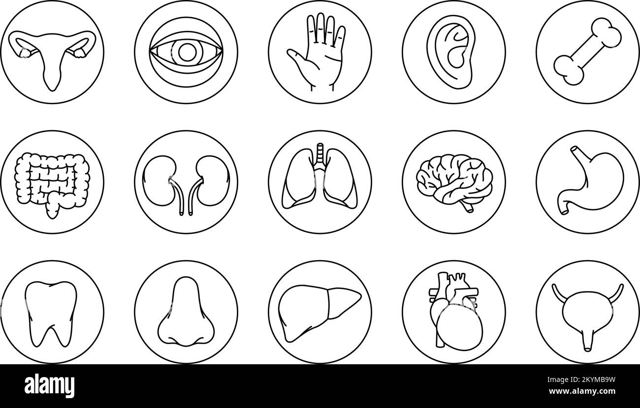 Set di icone degli organi umani. Cervello, dente, orecchio, intestino, stomaco, naso, fegato, osso, mano, reni, polmoni, icone del bulbo oculare. Icone di contorno degli organi umani Illustrazione Vettoriale