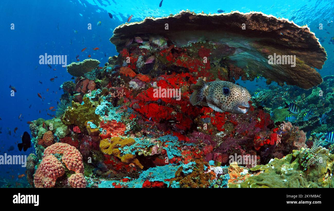 Splendida pinna di mare che nuotano sopra la barriera corallina sana nel Pacifico Indo Foto Stock