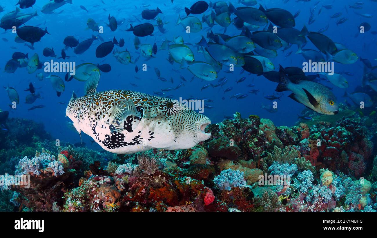 Splendida pinna di mare che nuotano sopra la barriera corallina sana nel Pacifico Indo Foto Stock