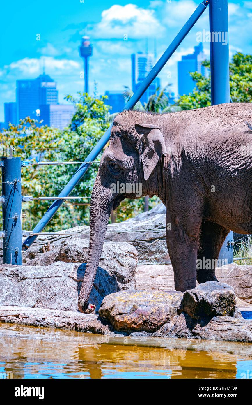 Un elefante che gode dello skyline di Sydney. Sydney, Australia: QUESTE SPLENDIDE immagini mostrano giraffe ed elefanti godendo della loro incredibile vista su Sydn Foto Stock