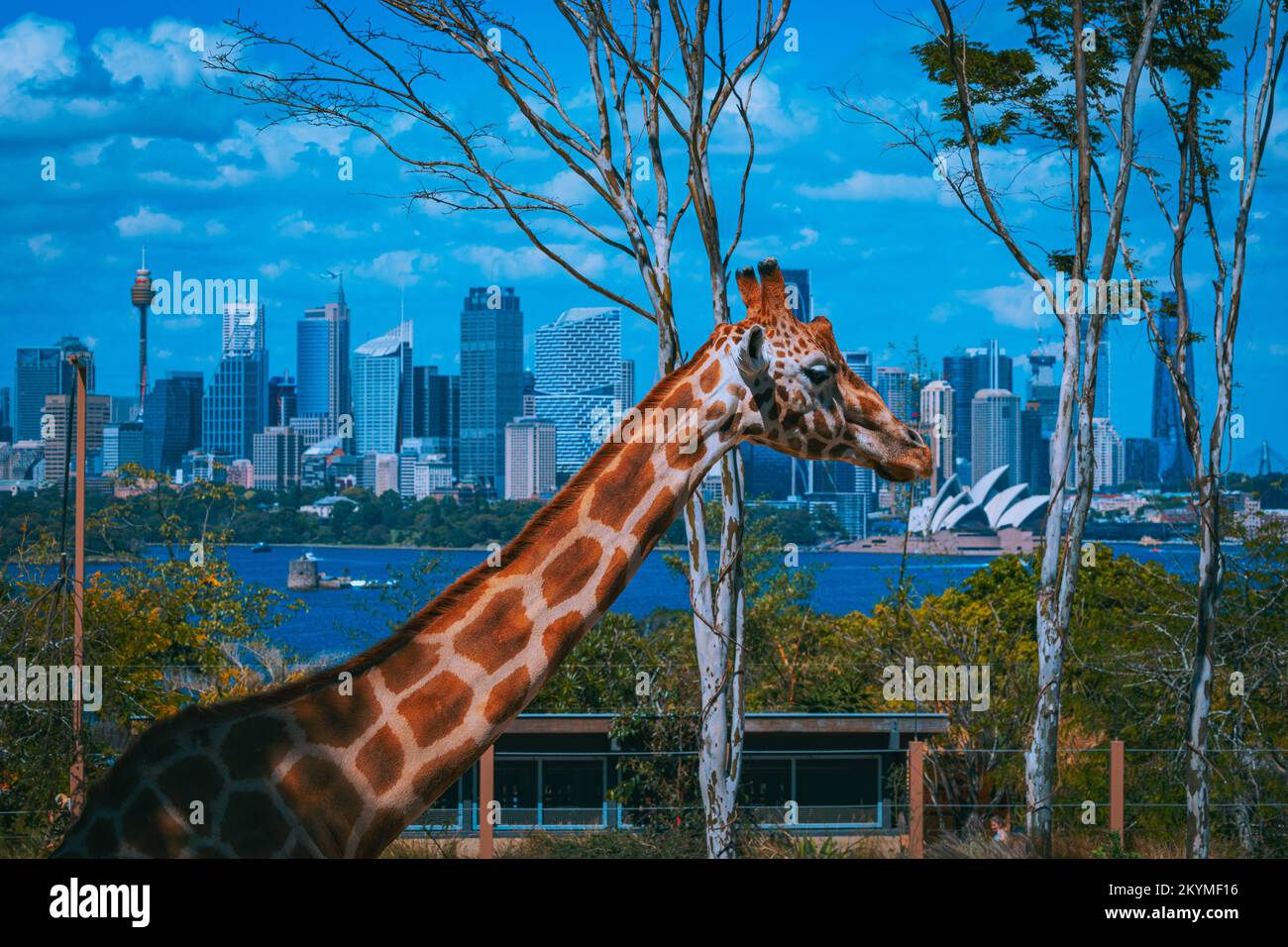 Vista sul teatro dell'opera di Sydney. Sydney, Australia: QUESTE SPLENDIDE immagini mostrano giraffe ed elefanti godendo della loro incredibile vista su Sydney da Foto Stock