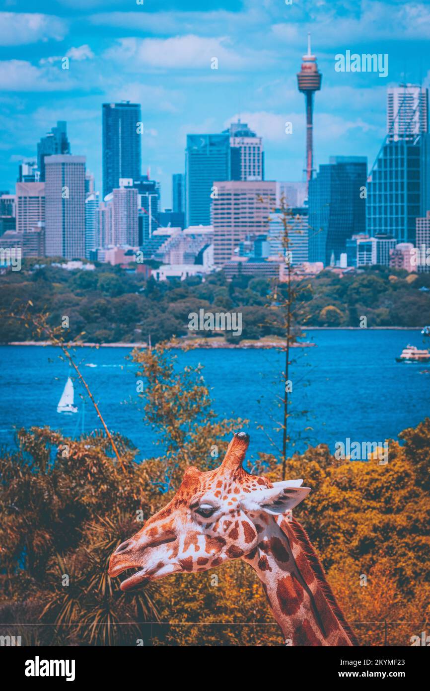 Una vista mozzafiato dello skyline di Sydney. Sydney, Australia: QUESTE SPLENDIDE immagini mostrano giraffe ed elefanti godendo della loro incredibile vista su Sydney Foto Stock