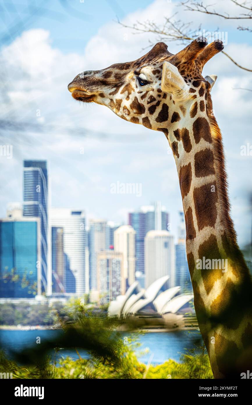 Preso al Taronga Zoo. Sydney, Australia: QUESTE SPLENDIDE immagini mostrano giraffe ed elefanti godendo della loro incredibile vista su Sydney dallo zoo WE Foto Stock
