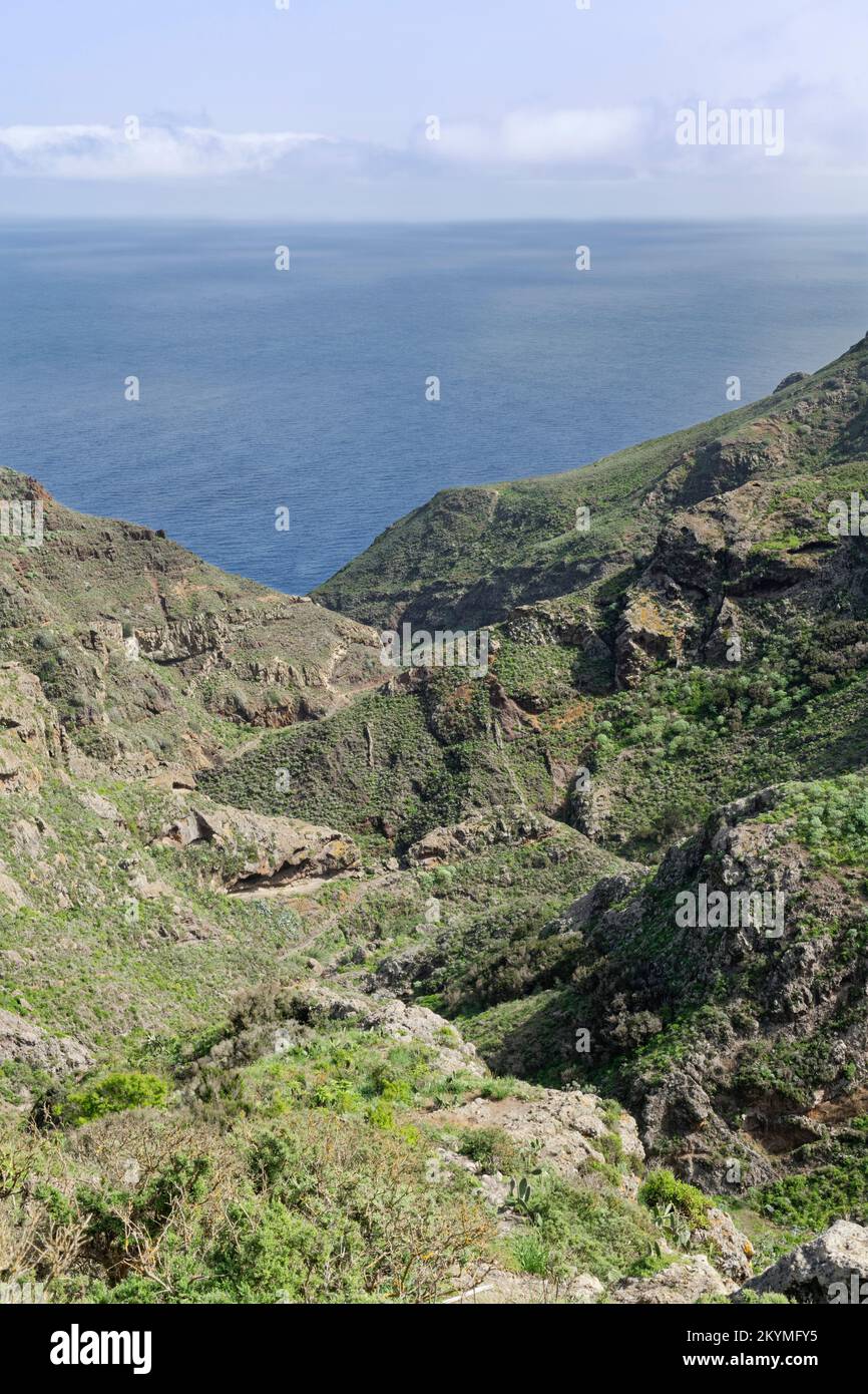 Panoramica della gola di Barranco de Roque Bermejo, montagne di Anaga, Tenerife, Isole Canarie, Spagna, Novembre. Foto Stock