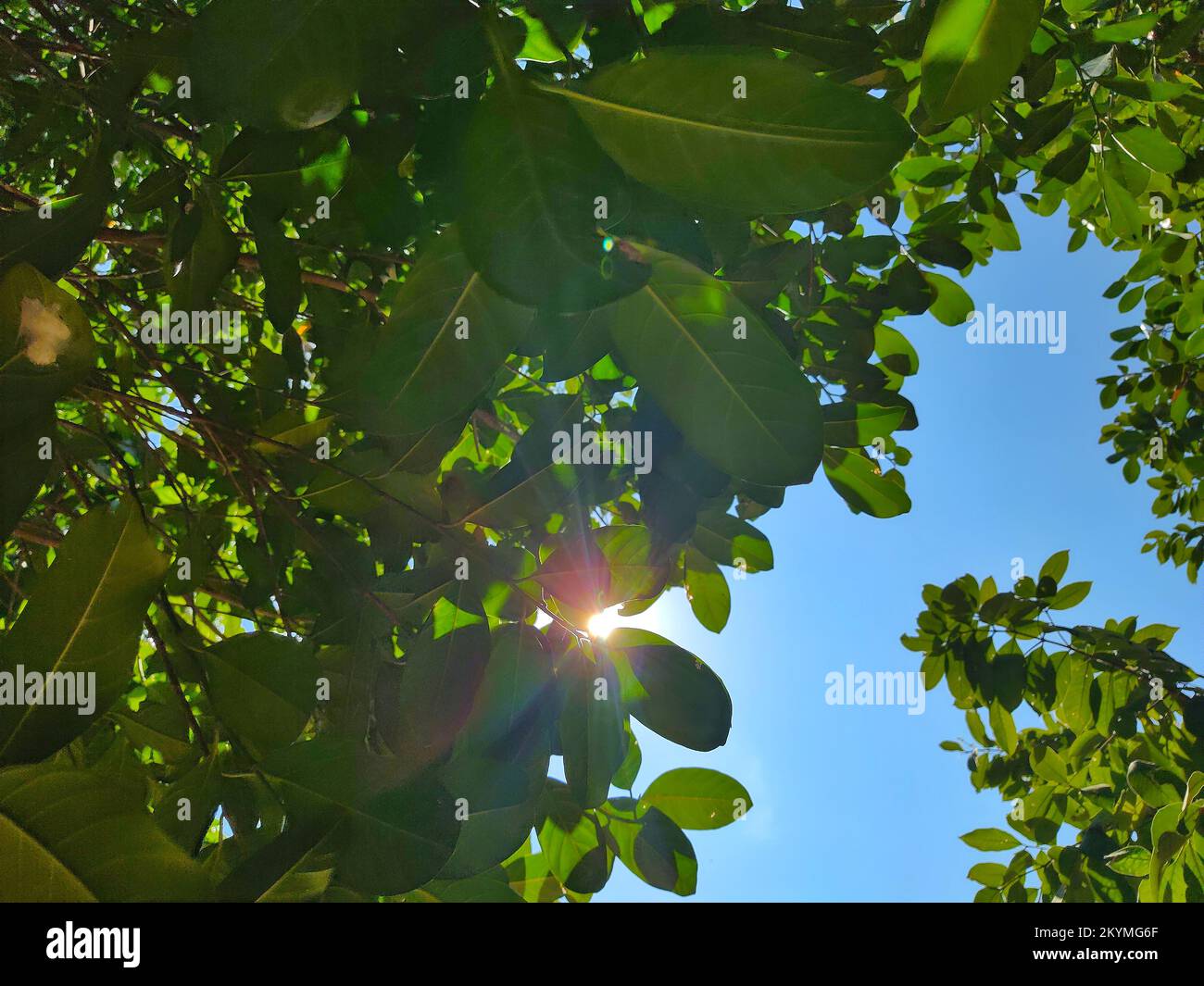 all'ombra di un albero Foto Stock