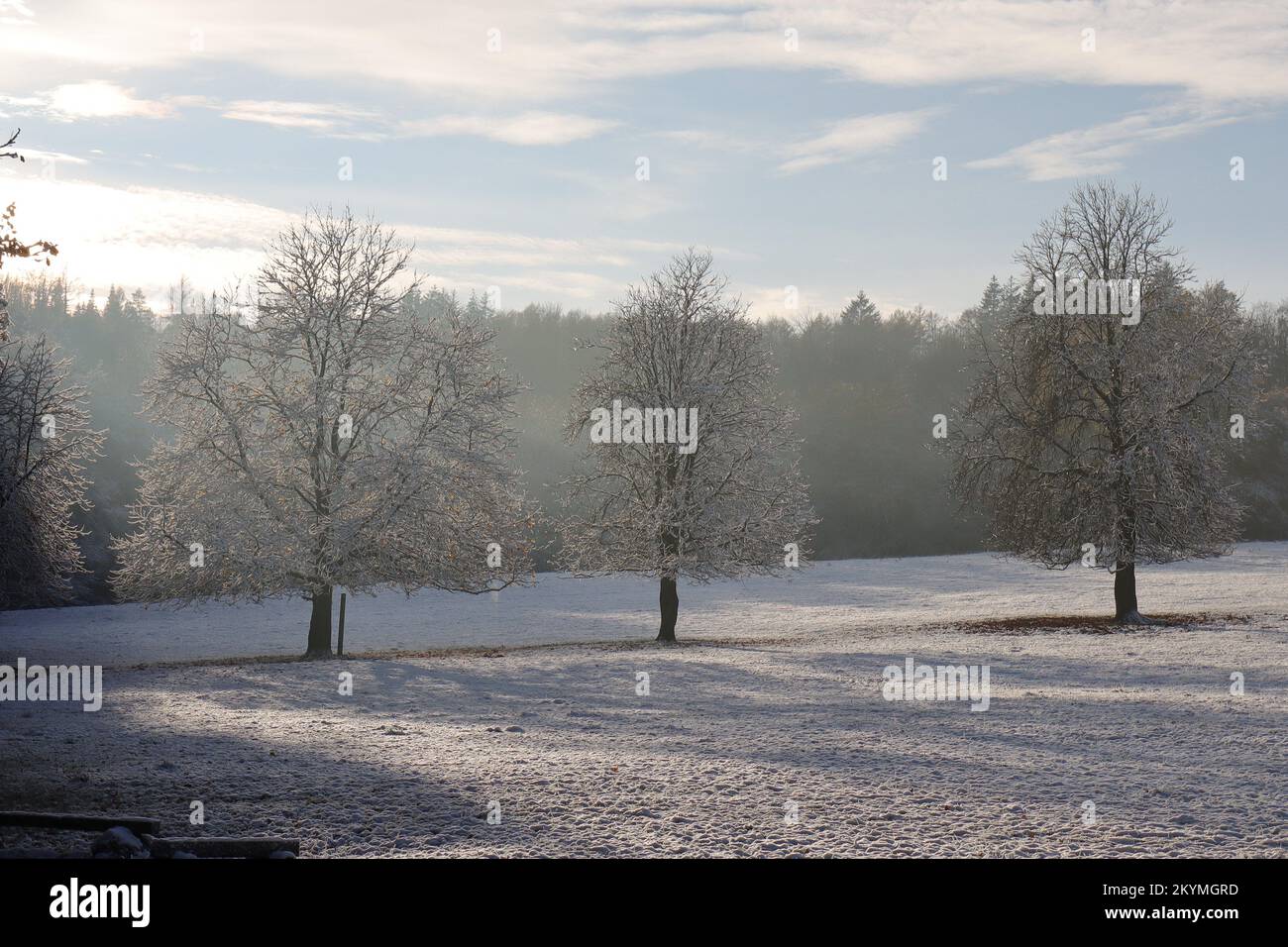 Vista grandangolare di tre alberi ricoperti di brina su un prato bianco di vigna illuminato dal sole con un bordo di foresta scuro sullo sfondo Foto Stock