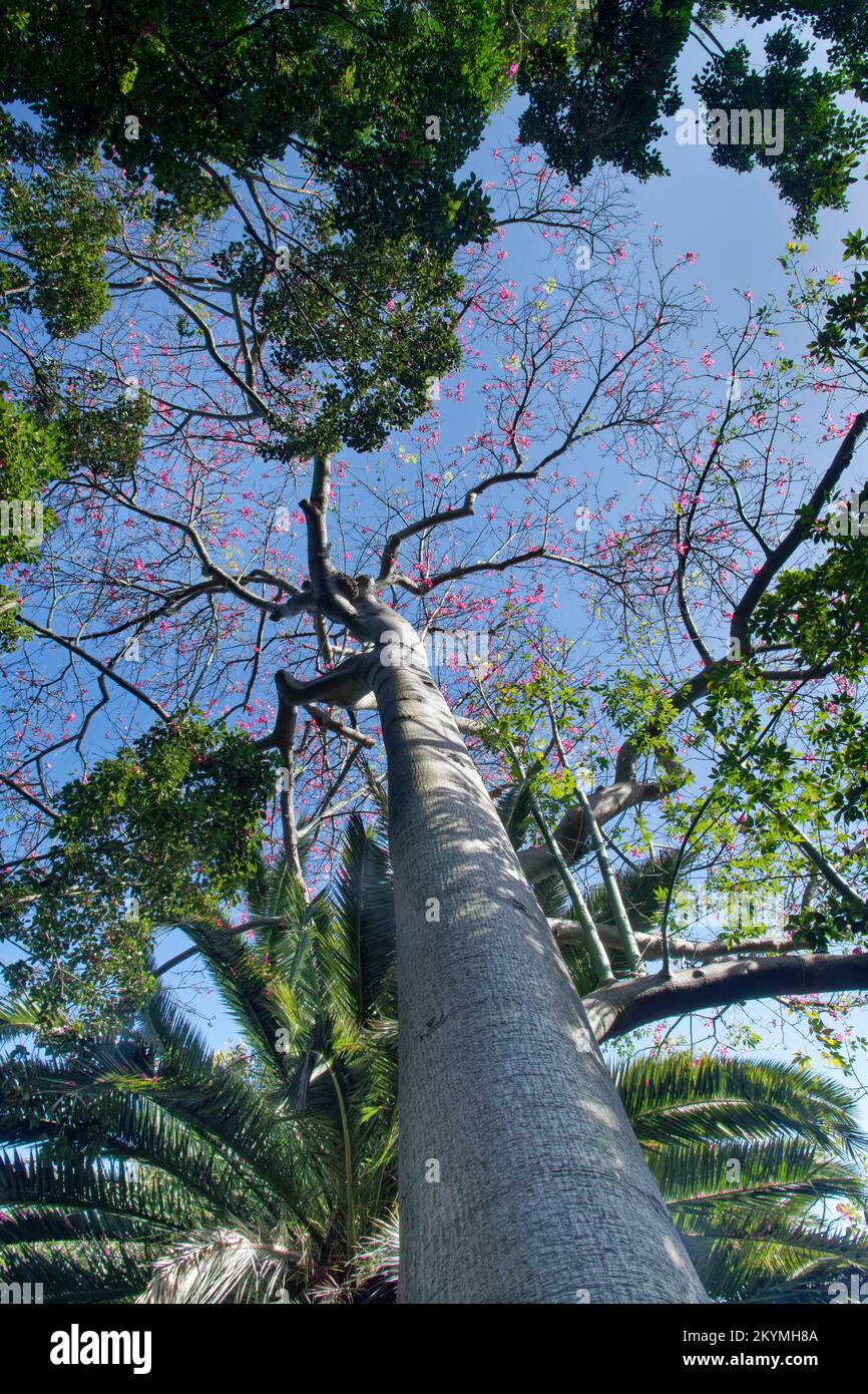 Albero di seta di filo interdentale (Ceiba speciosa) fioritura, Puerto de la Cruz Botanical Garden, Tenerife, Isole Canarie, Spagna, ottobre. Foto Stock