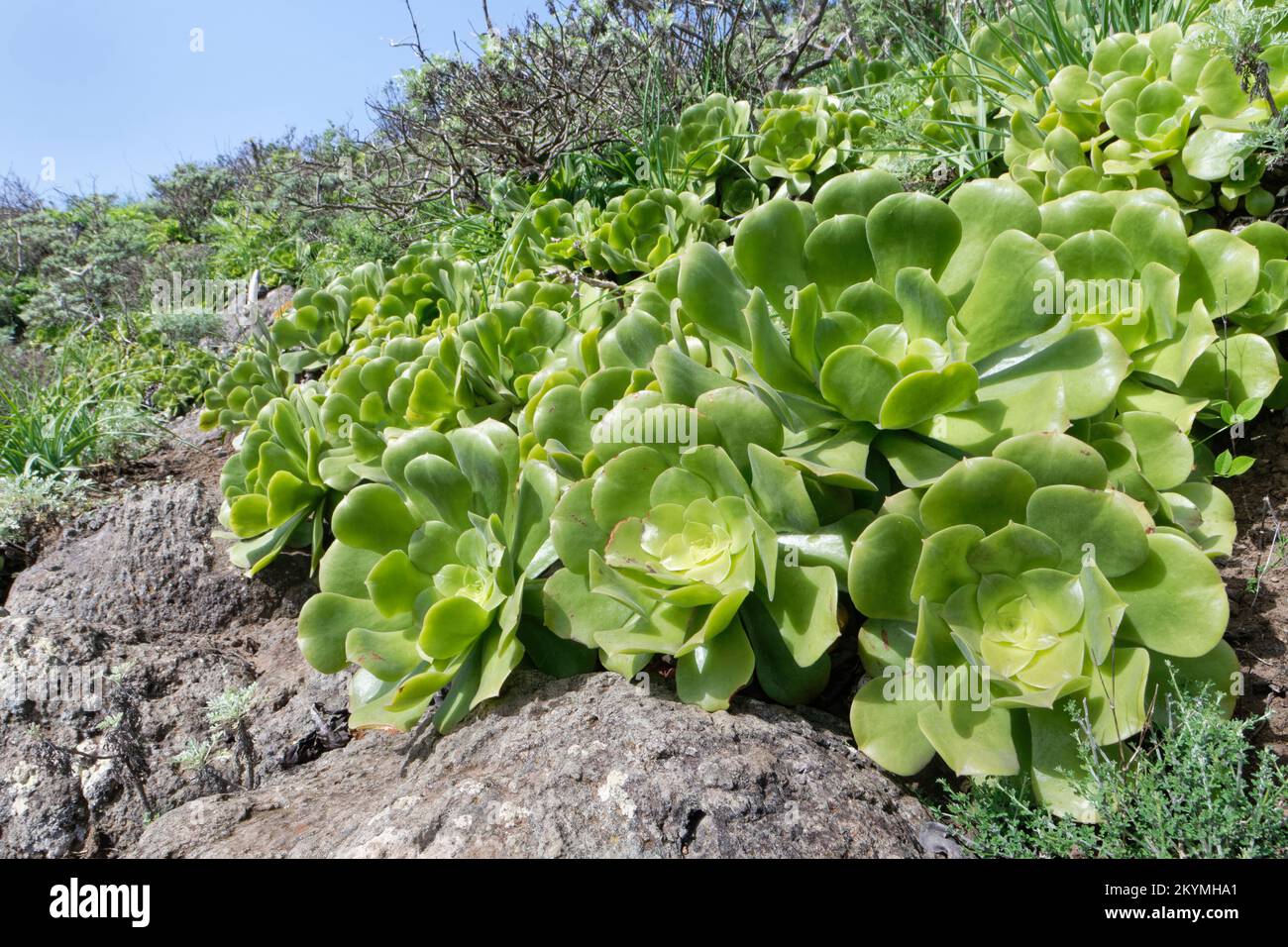 Isola delle Canarie gigante houseleek (Aeonium canariense) clump, un endemico di Tenerife, che cresce su un pendio secco di montagna, Anaga Rural Park, Tenerife, Nov. Foto Stock