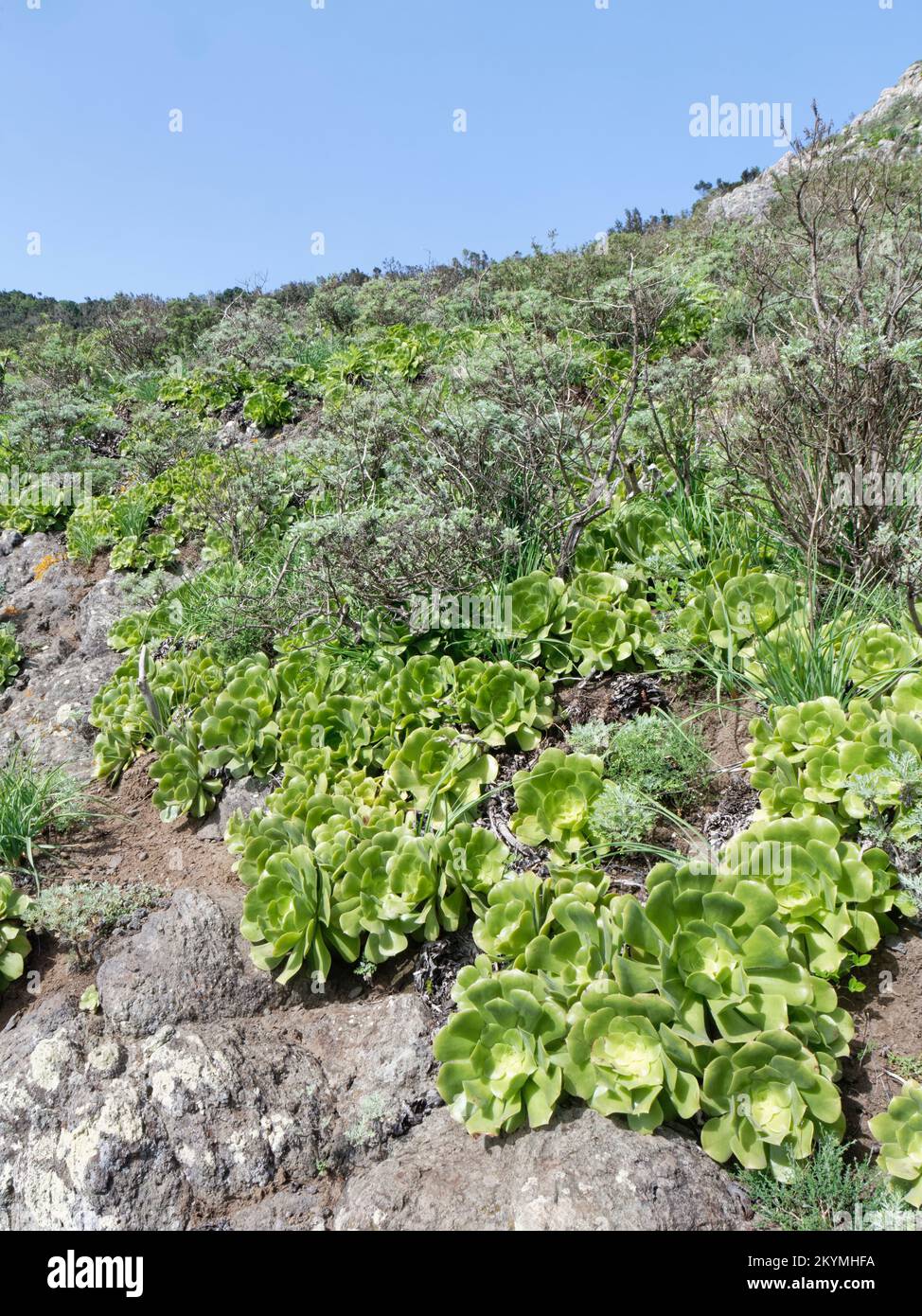 Isola delle Canarie gigante houseleek (Aeonium canariense) clump, un endemico di Tenerife, che cresce su un pendio secco di montagna, Anaga Rural Park, Tenerife, Nov. Foto Stock