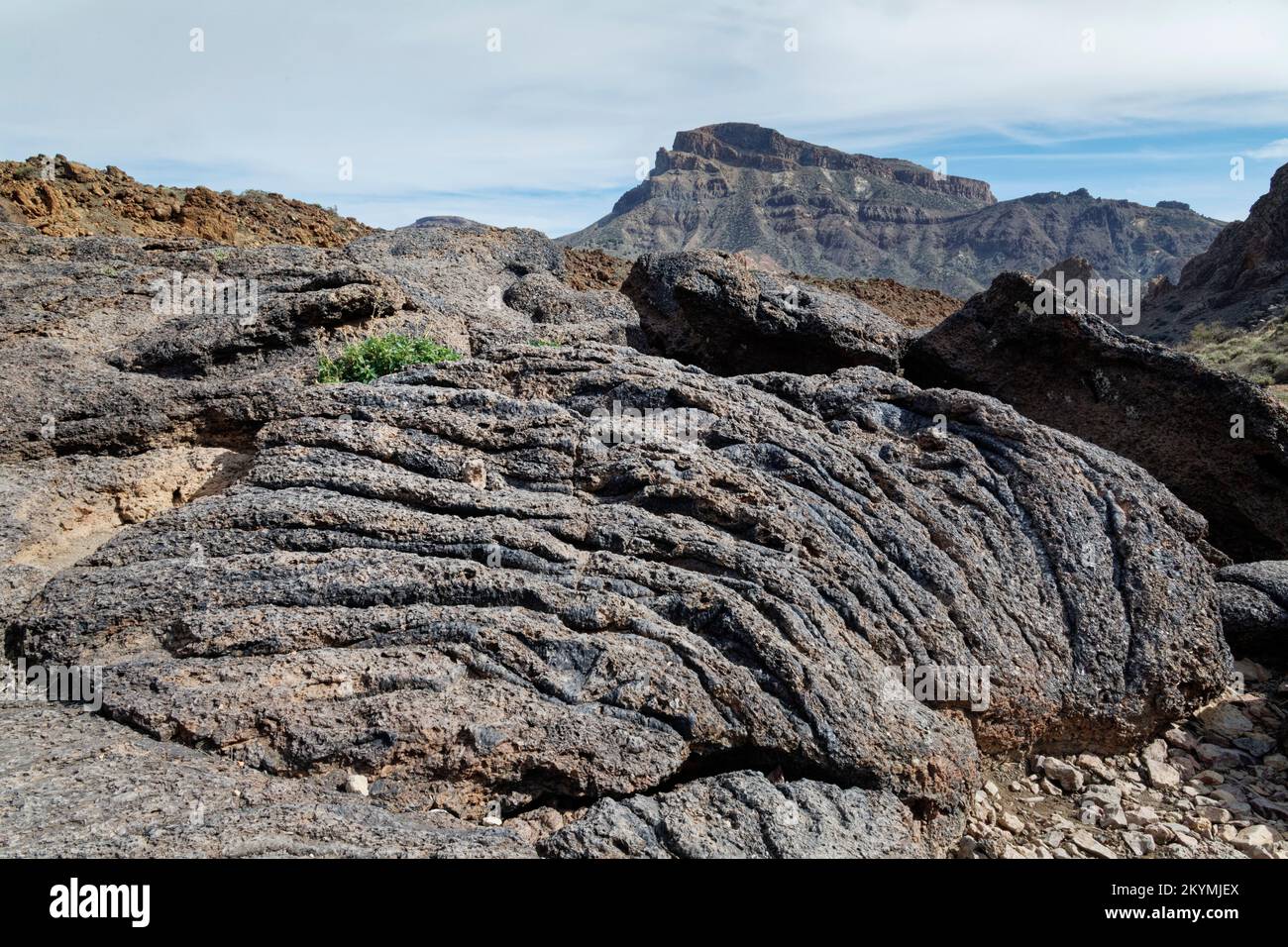 Vecchia lava di pahoehoe raffreddata a trama ropy, Parco Nazionale del Teide, Tenerife, Isole Canarie, Spagna, Ottobre. Foto Stock