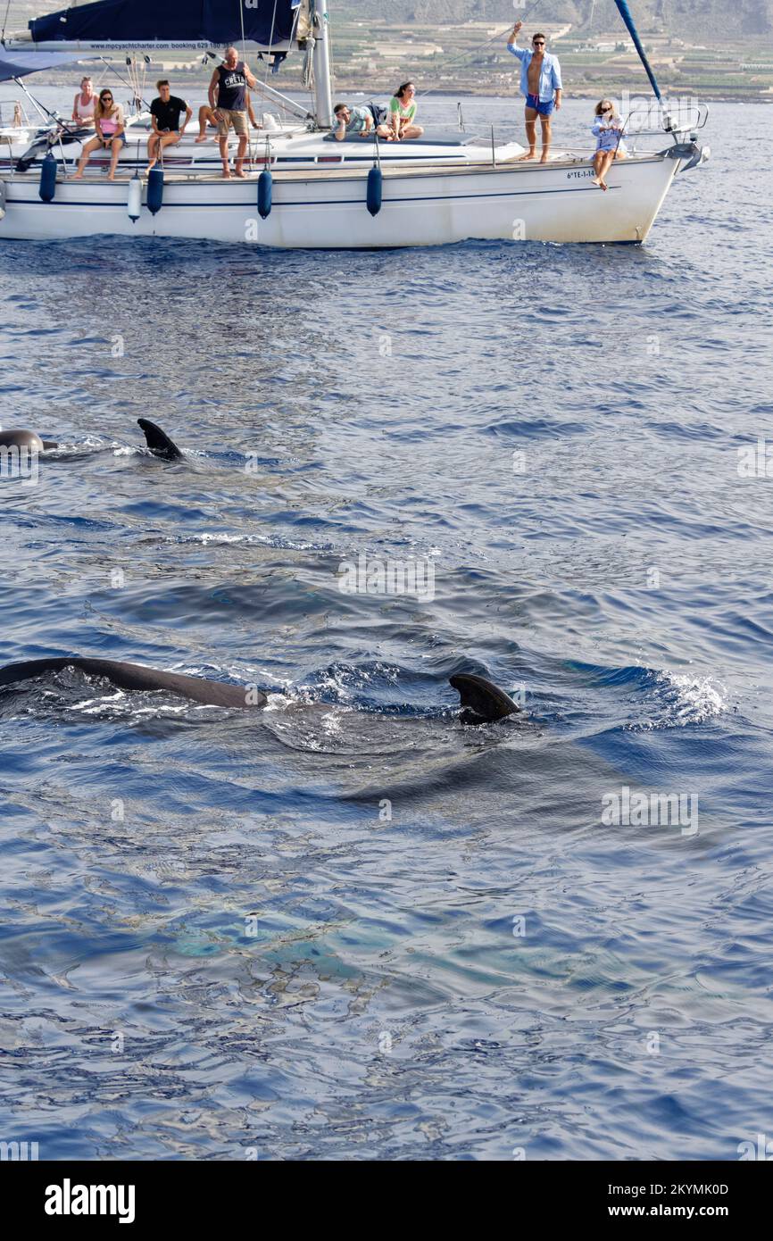 Balena pilota a balena corta (Globicephala macrorhynchus) pod affiorante vicino ai turisti in un viaggio di avvistamento delle balene, Tenerife, Isole Canarie, Spagna, ottobre. Foto Stock