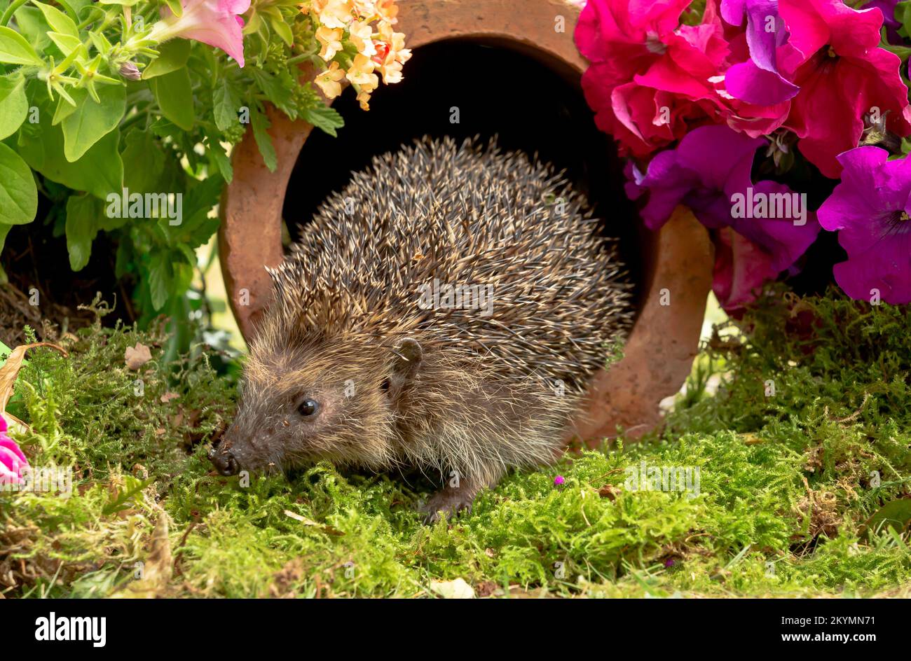 Ricci selvaggi e nativi che si nutrono in un giardino accogliente. Portato all'interno di un nascondiglio faunistico per monitorare la salute e la popolazione di questo mammifero in declino Foto Stock