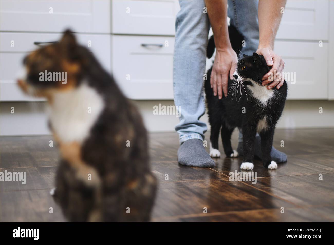 Vita domestica con animale domestico. L'uomo accarezzava il suo carino gatto a casa. Foto Stock