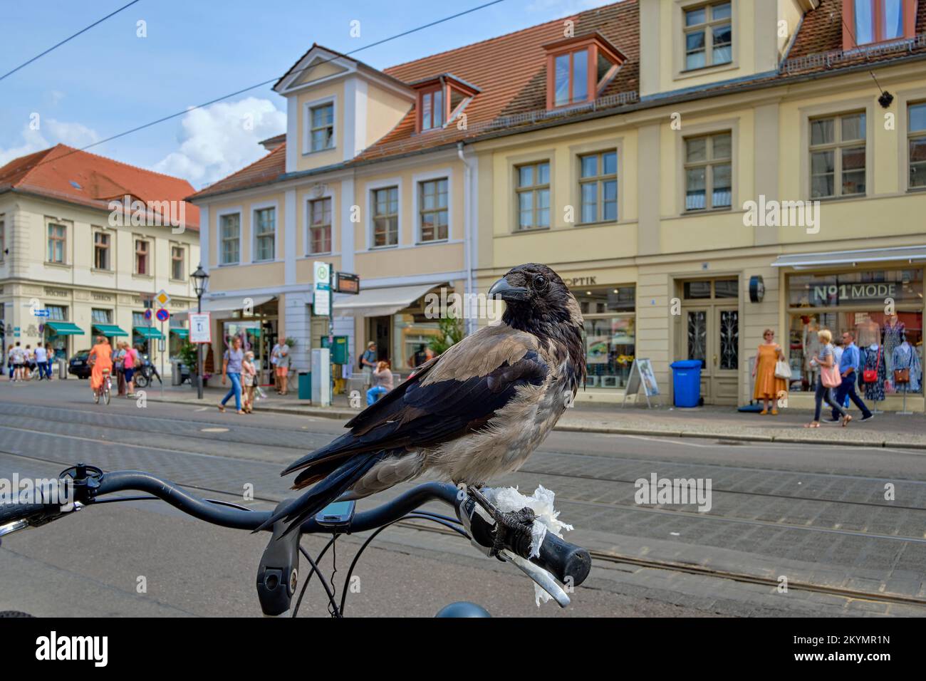 Un corvo incappucciato (Corvus corone cornix) si è sistemato su una bicicletta parcheggiata in un ambiente urbano ed è sospettoso e curioso allo stesso tempo. Foto Stock