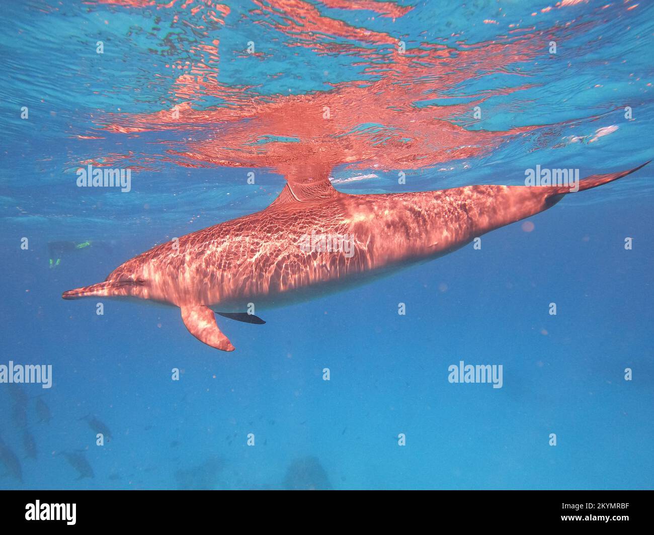 I delfini nuotano sott'acqua nelle profondità del Mar Rosso Foto Stock