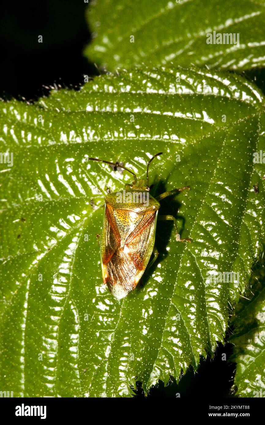 Betulla Shieldbug Foto Stock