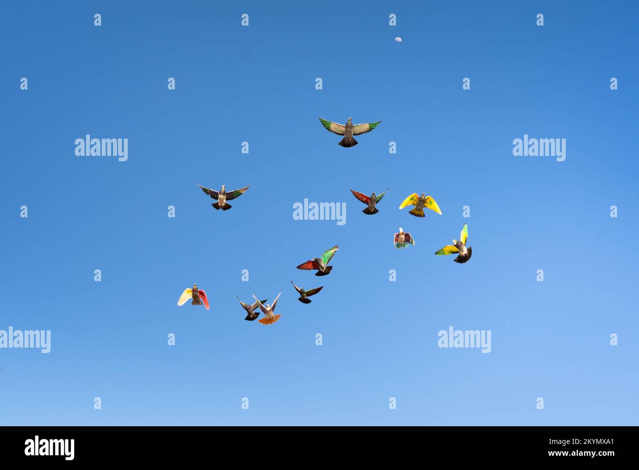 Un gruppo di piccioni con ali colorate dipinte che volano durante una gara con il cielo blu sullo sfondo. Concetto di hobby di conservazione del Pigeon. Foto Stock