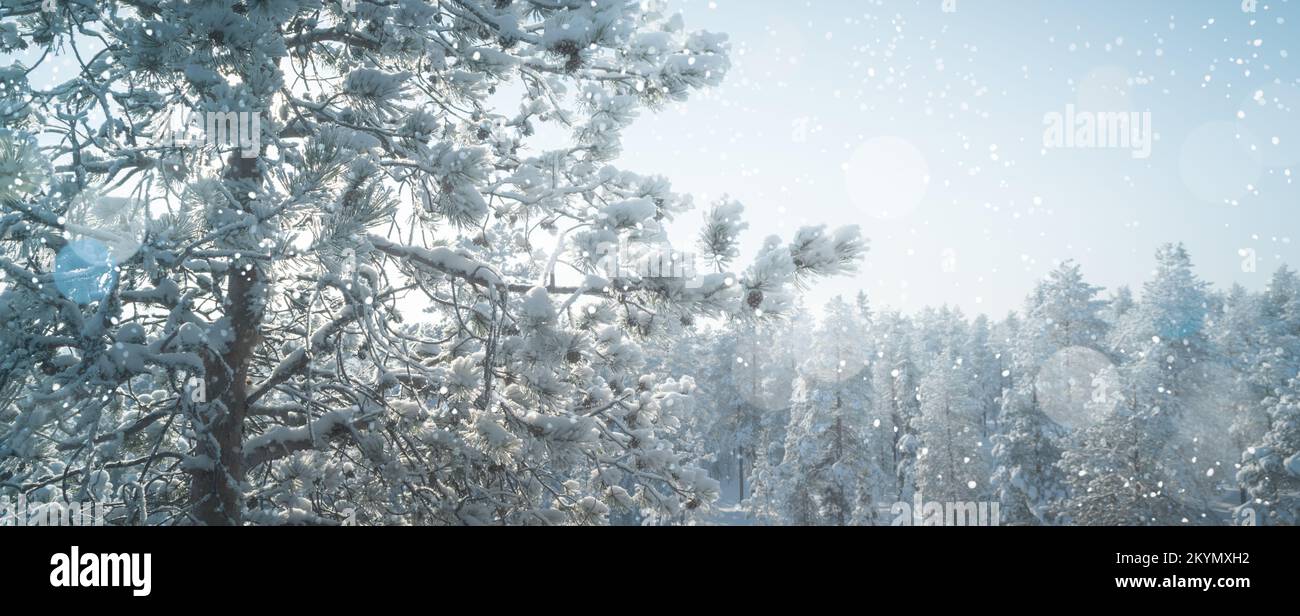 Incantevole paesaggio invernale innevato con pini. Foto Stock