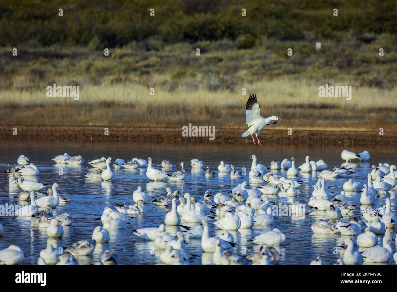 Canada Goose Landing in gregge di oche su acqua Foto Stock