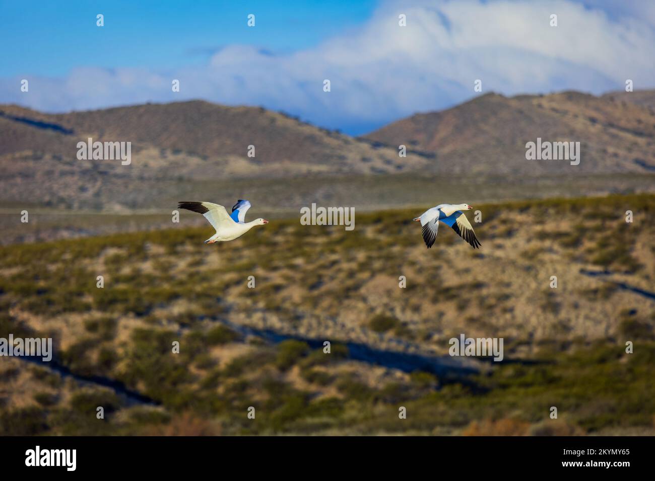 Oche Flying in formazione con sfondo di montagna Foto Stock