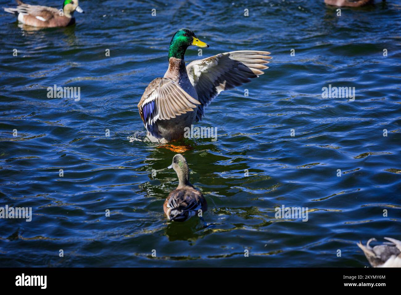 Anatra in acqua verticale flapping Wings Foto Stock