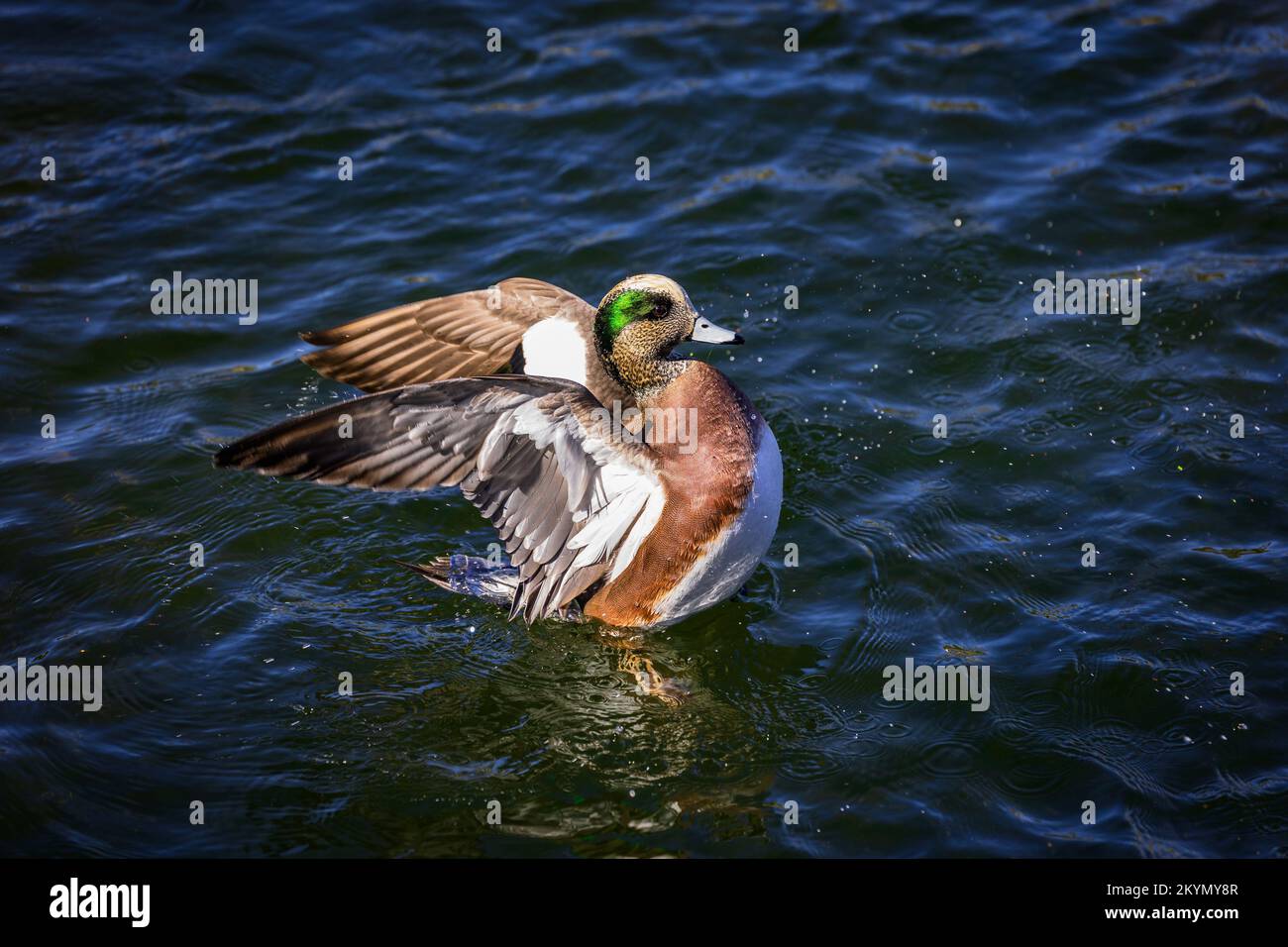 Anatre in acqua flapping Wings Foto Stock