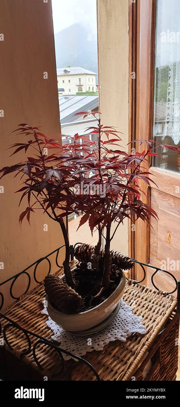 bonsai di acero rosso una bella pianta in miniatura Foto Stock