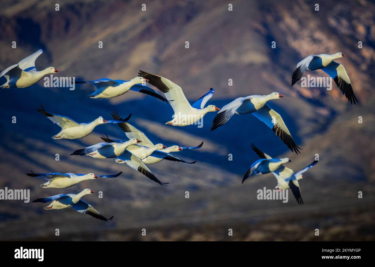 Flock of Geese Flying in Sunshine Foto Stock