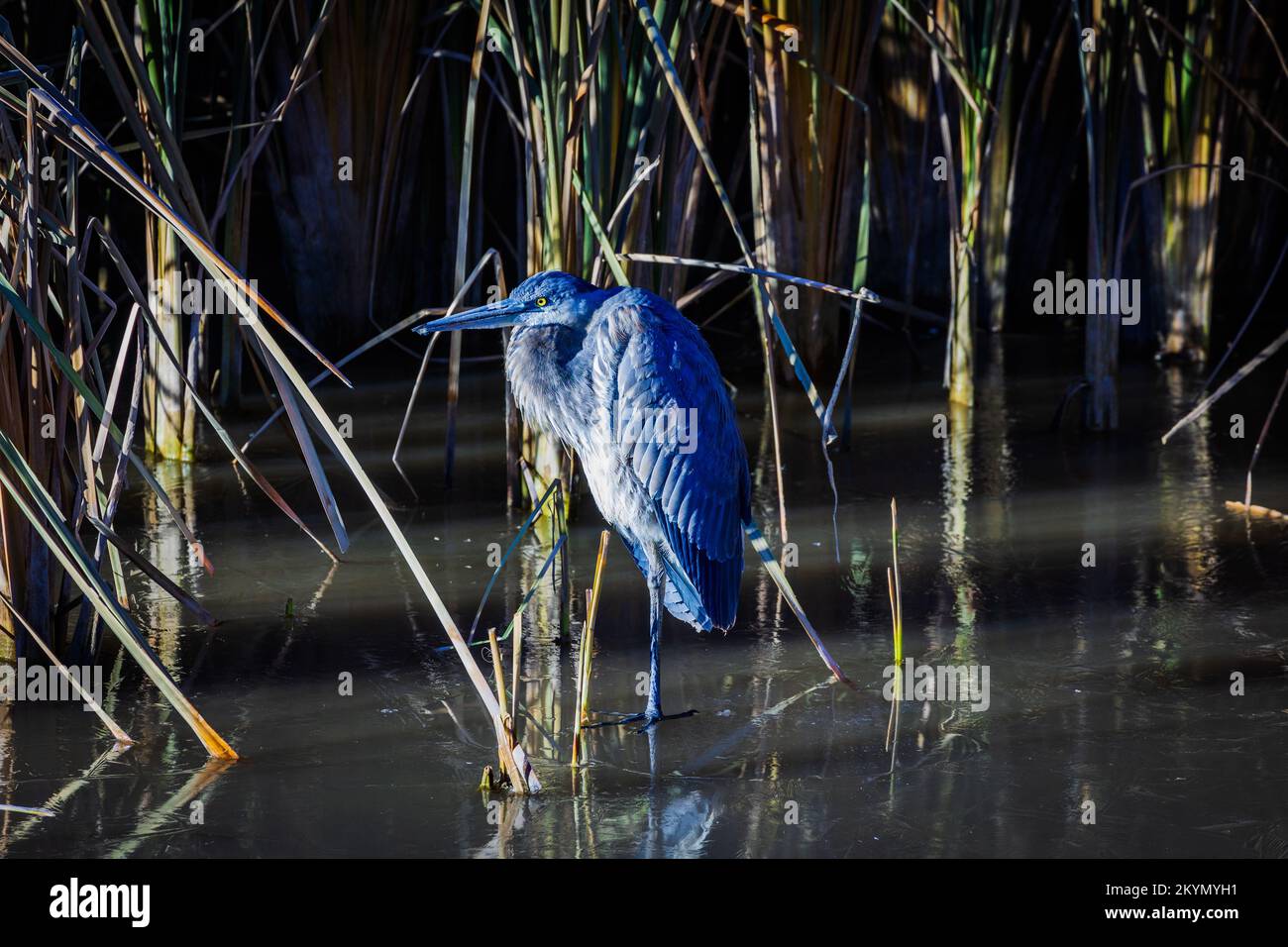 Gru blu in piedi su ghiaccio in stagno Foto Stock