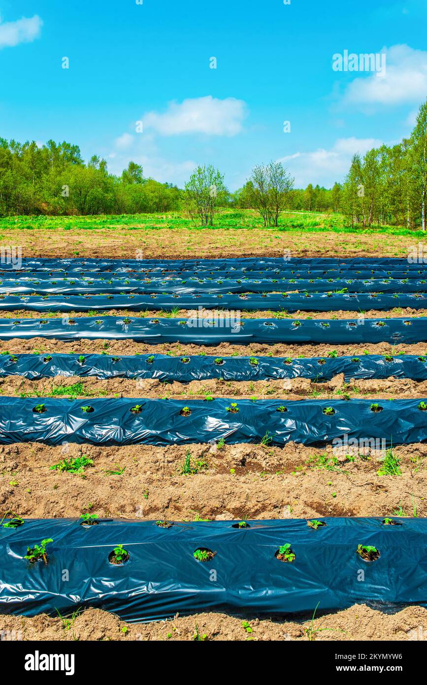 Filari di fragole su terra coperti da film di pacciame di plastica in agricoltura biologica. Coltivazione di bacche e ortaggi con il metodo di pacciamatura Foto Stock