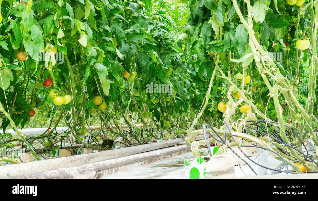 Tecnologia idroponica e irrigazione a goccia per la coltivazione di pomodori all'interno di serre agricole. Pomodori crescenti in serre riscaldate anno-ro Foto Stock