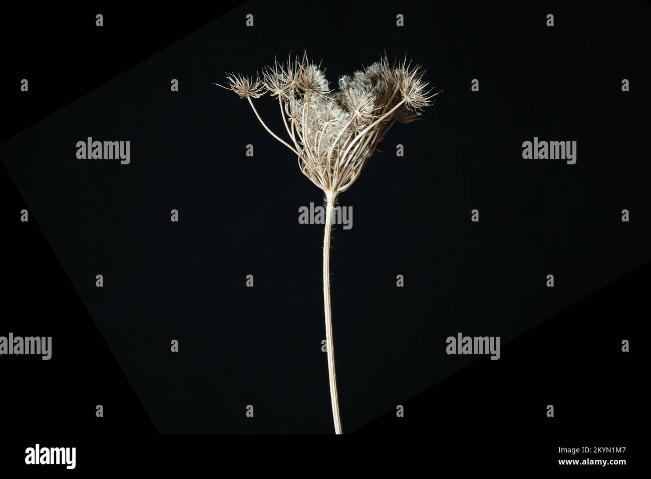 Pianta secca (Daucus Carota) Foto Stock