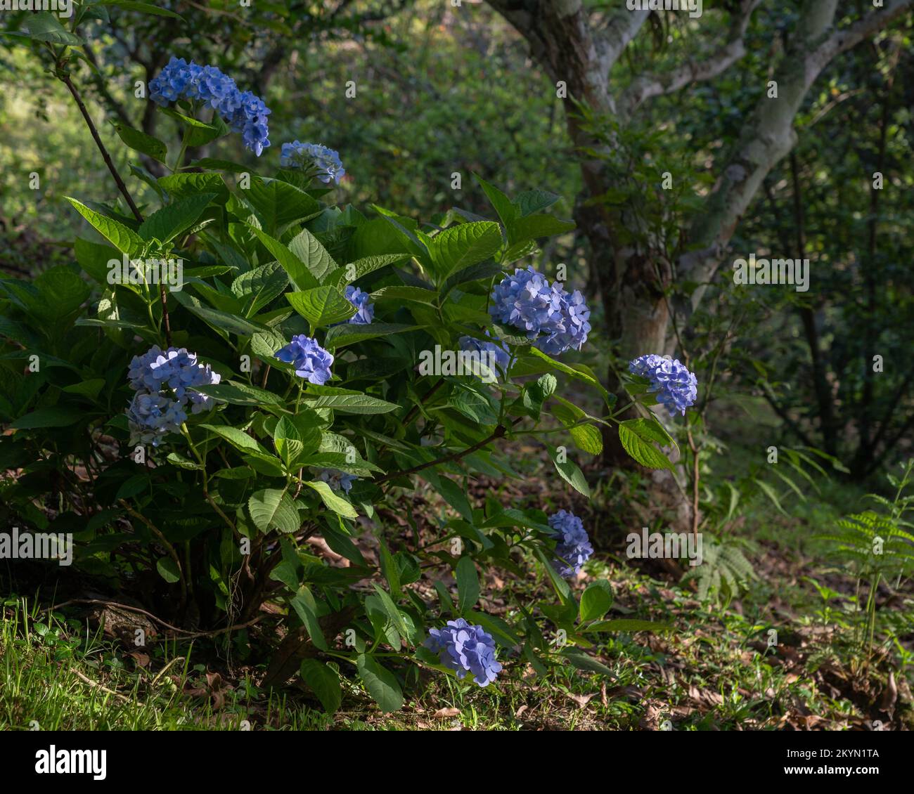 Giardino vista paesaggio di macchia di hydrangea macrophylla con i grappoli blu luminosi dei fiori che fioriscono fra gli alberi alla luce del mattino Foto Stock