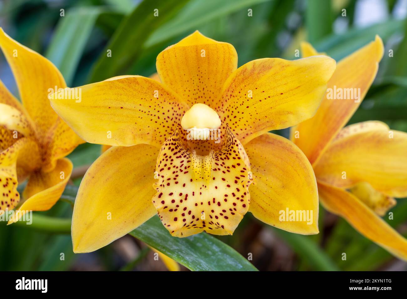 Vista in primo piano del colorato giallo arancio e marrone fiore di Cymbidium ibrido aka barca orchidea fiorire in giardino all'aperto Foto Stock
