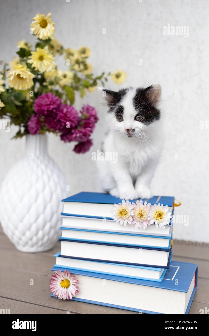 gattino bianco e nero domestico siede sulla cima di una pila di libri. Cucciolo morbido e curioso. il concetto di educazione e motivazione alla conoscenza. libro Foto Stock