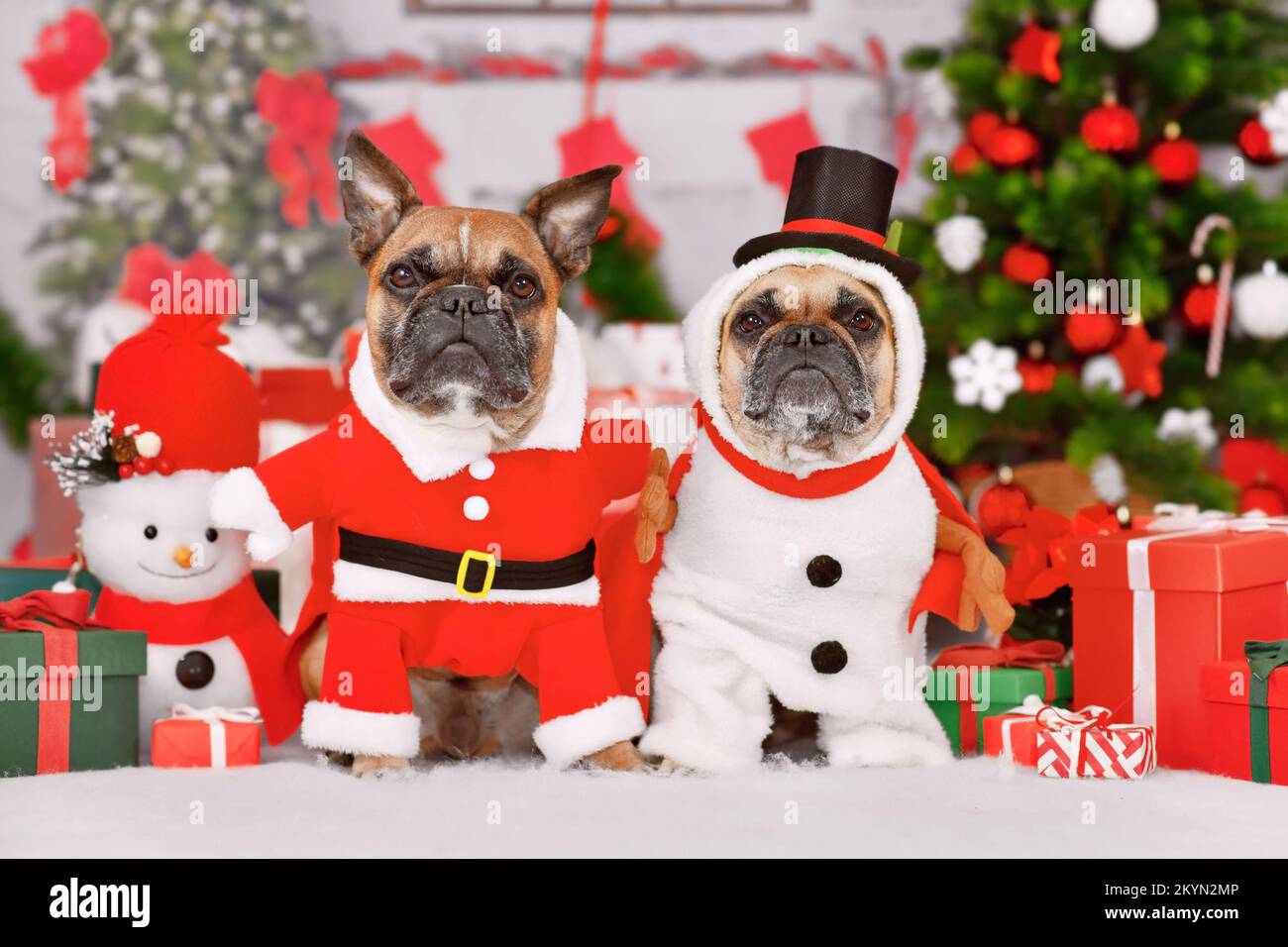 Coppia di cani Bulldog francesi che indossano divertenti costumi natalizi vestiti come Snowman e Babbo Natale Foto Stock